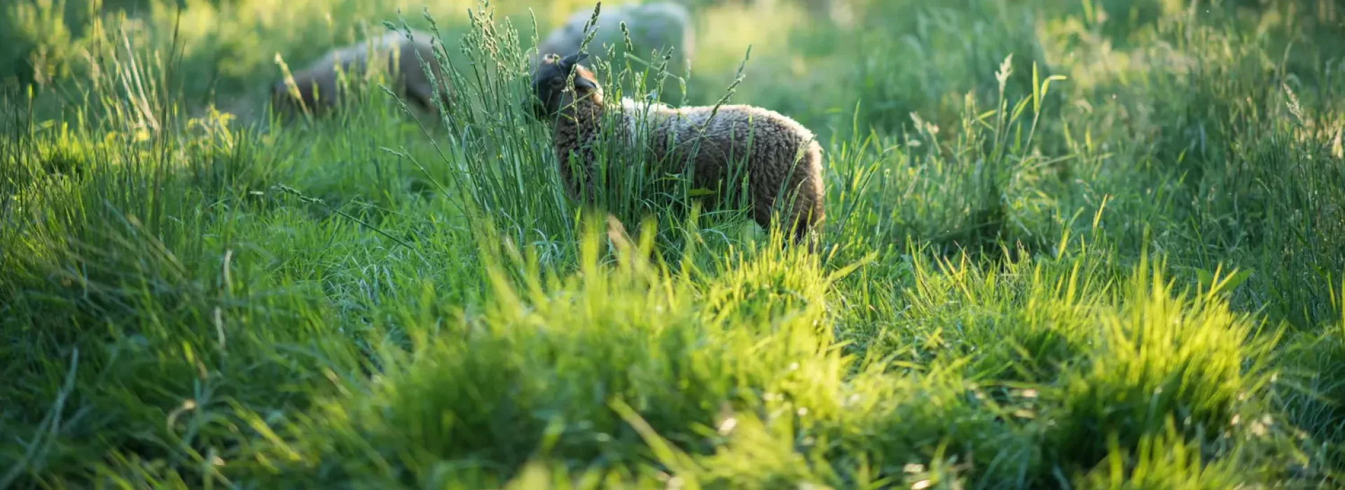 Schapen