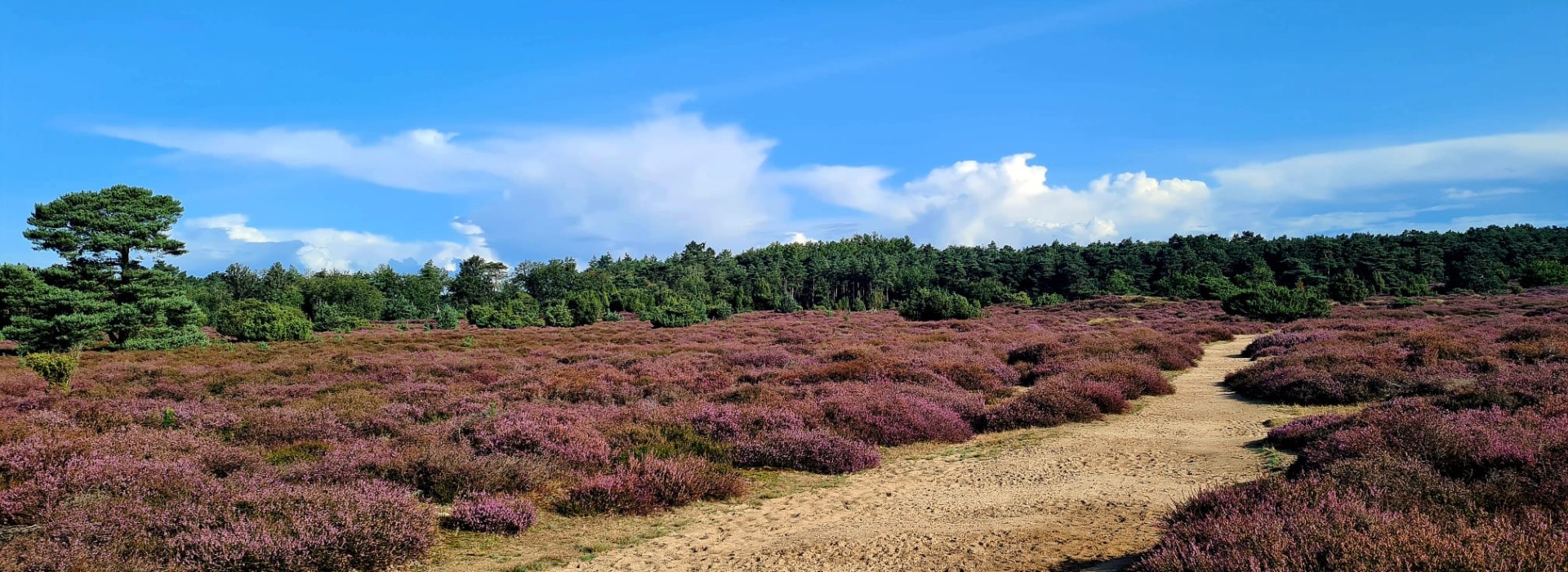 heide in bloei.jpg